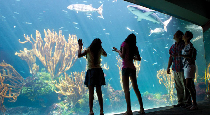 bermuda aquarium