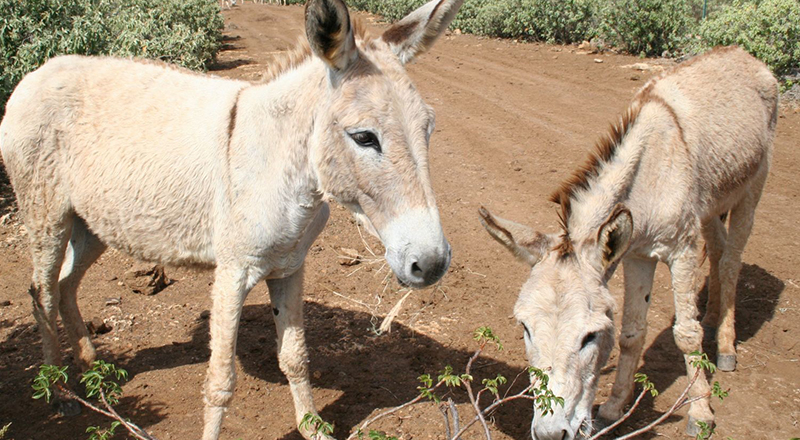 caribbean zoos and aquariums donkey sanctuary bonaire