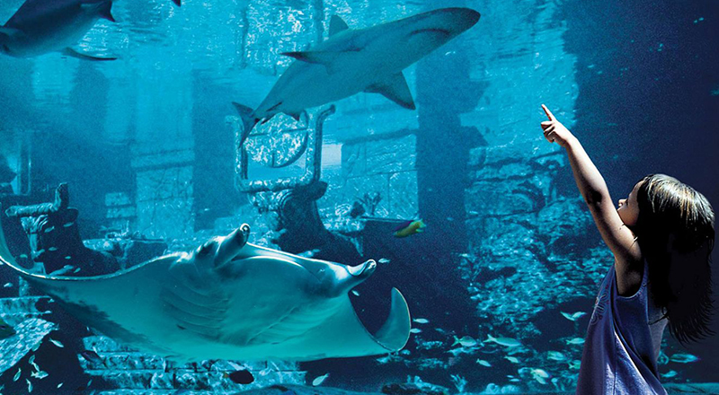 caribbean zoos aquariums marine habitat atlantis