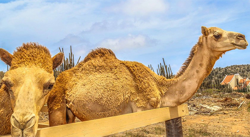 caribbean zoos and aquariums philip's animal garden