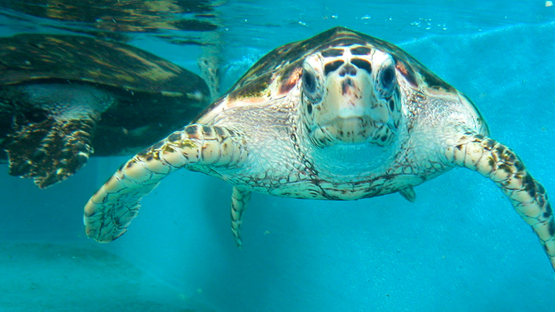 top things to do in the caribbean sea turtles