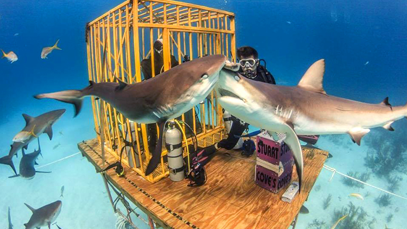 top things to do in the caribbean shark diving