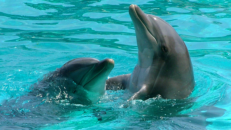 fun dolphin encounters