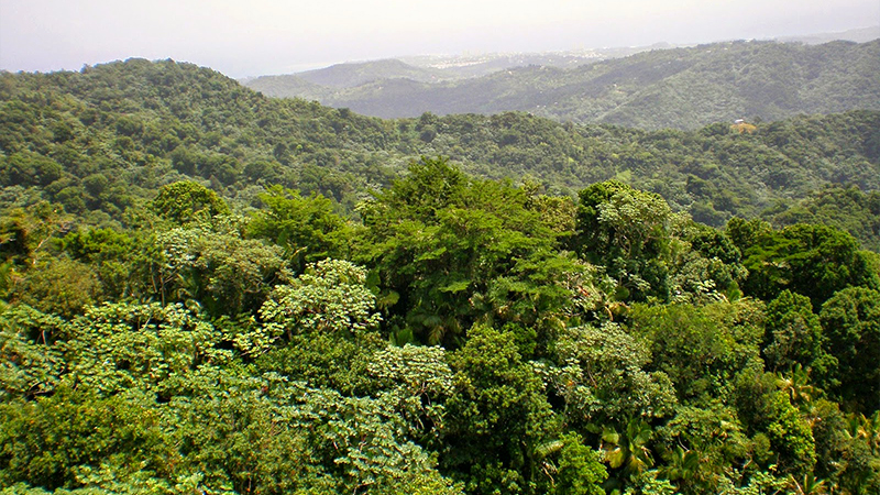 best things to do in the caribbean rainforest of el yunque from san juan