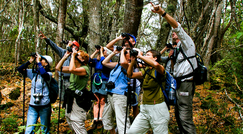 full-day hakalau forest reserve bird watching adventure