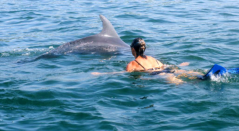 cheap things to do in puerto vallarta mexico swimming with free wild dolphins
