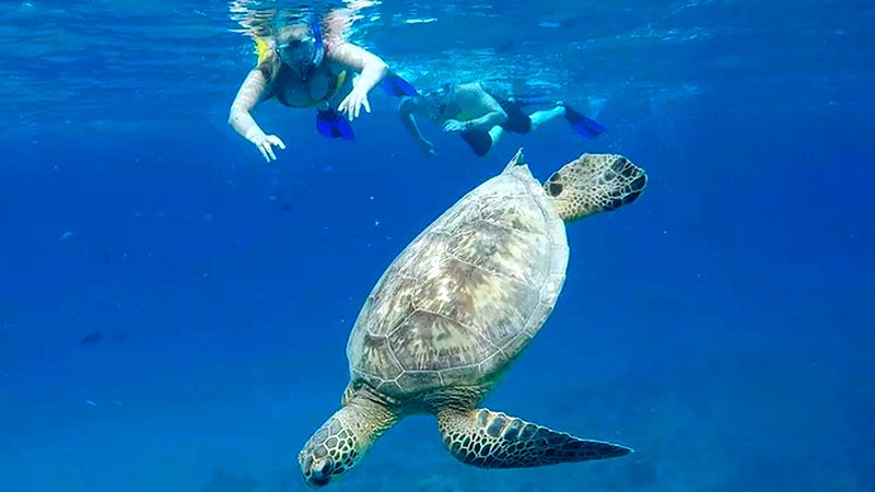 finest things to do in honolulu hawaii i'm with turtles minutes from waikiki