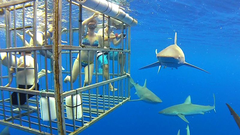 activities in oʻahu shark dive
