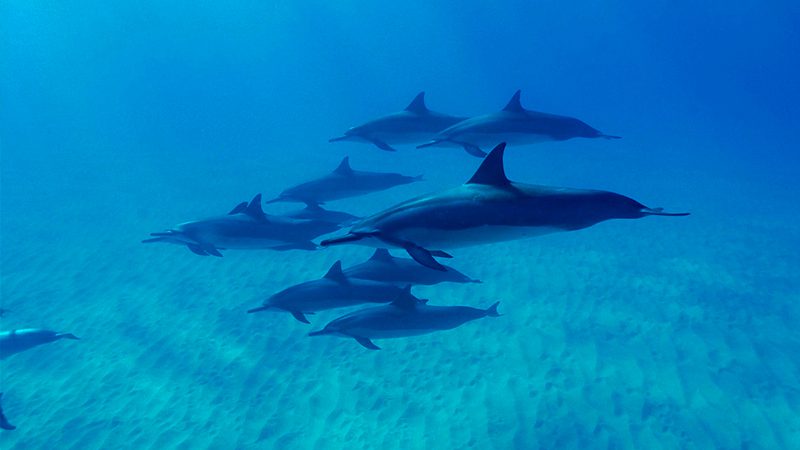 hawaii swim with dolphins in the west coast line of oahu